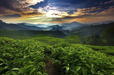 Plantations de thé à Cameron Highlands