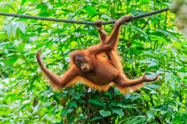 Orangs outans de Bornéo