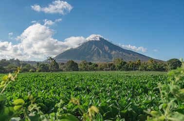 Plantations de tabac et volcan Concepción sur l'île d'Ometepe