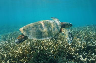 La baie des Tortues