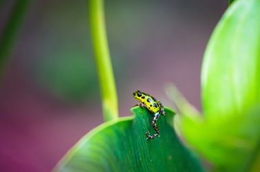 Grenouille à flèches empoisonnées