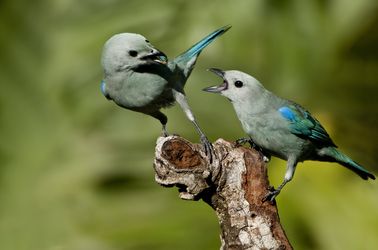 Le parc national Soberania, un paradis ornithologique