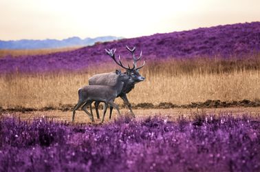 Cerfs au parc national de Hoge Veluwe