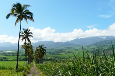 Champs de canne à sucre