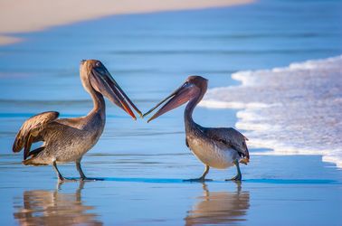 Les pélicans, l'emblème de l'île !