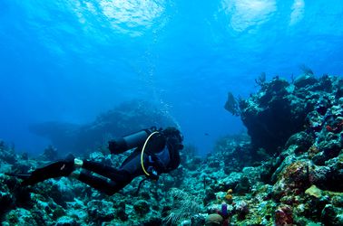 Les récifs coralliens