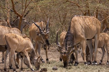 Antilopes dans la réserve de Bandia