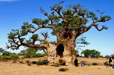 Le Baobab, l'arbre du Sénégal 
