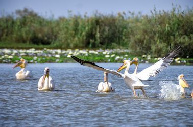 Pélicans dans la réserve de Djoudj