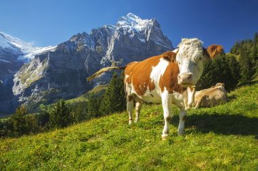 Vaches suisses