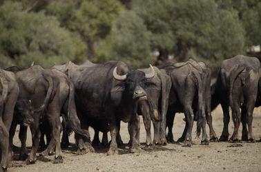 Buffles d'Ichkeul