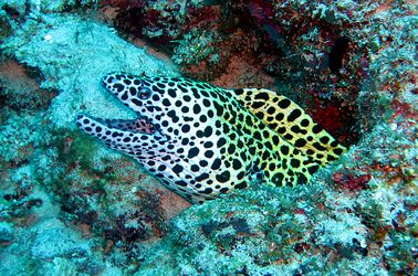 Faune marine 