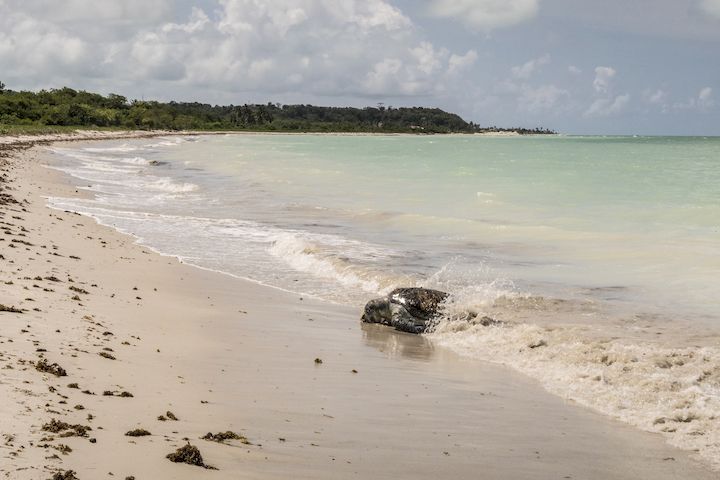 plage Ponta Preta